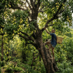 धड़गाँव का जंगली आम – सातपुड़ा का अनमोल रानमेवा (पहचान, सीजन, फायदे और स्वाद)